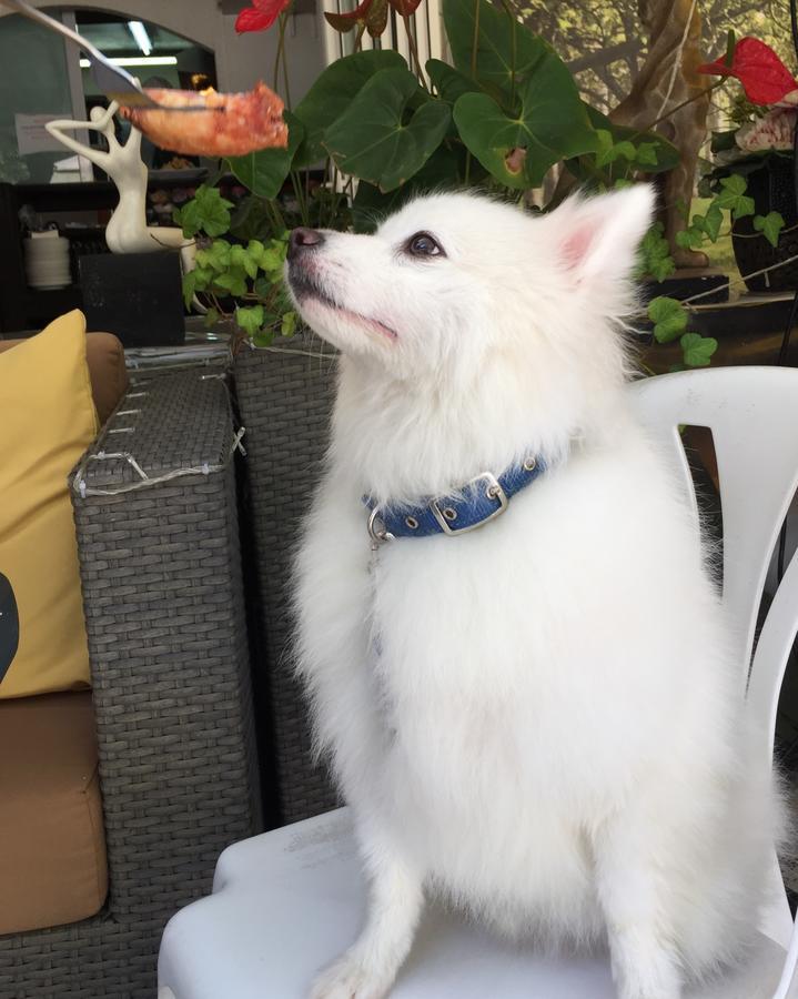 Bellagio Pets Friendly Resort Hong Kong Esterno foto